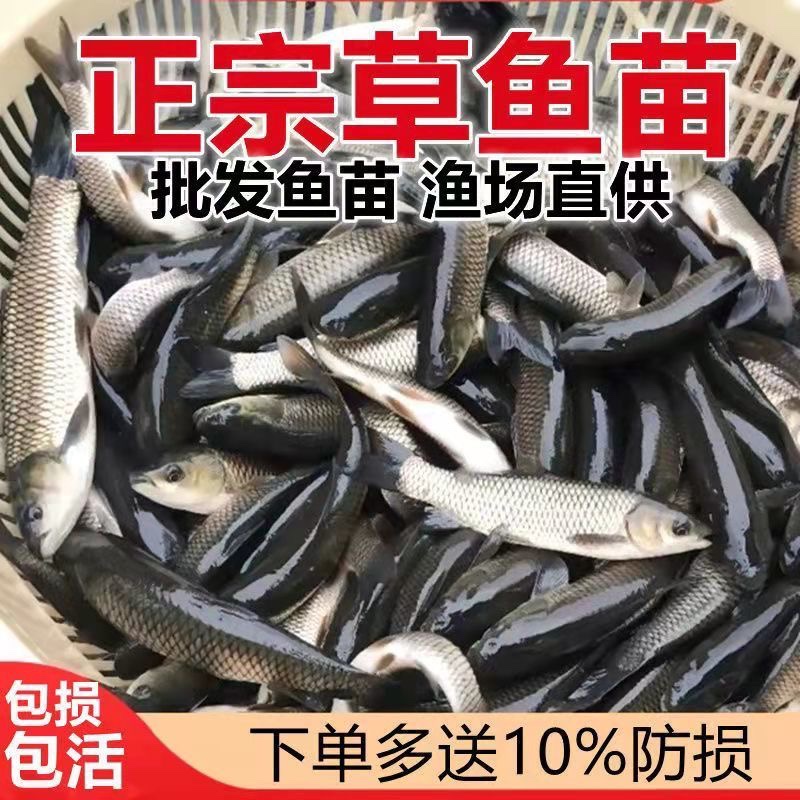 O1CN010sfJDe1ltiN2Lb0tG_!!3020404877.jpg